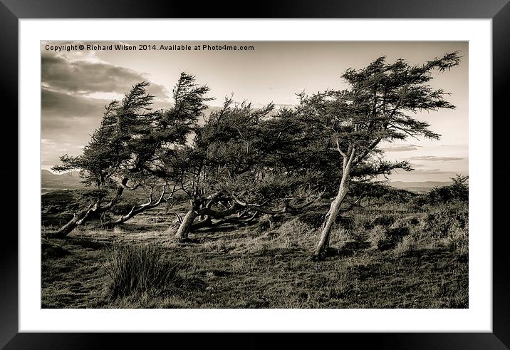 Windswept trees Framed Mounted Print by Richard Wilson