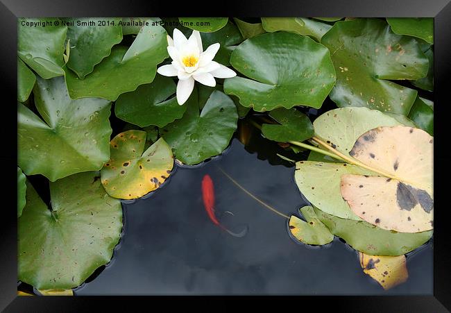  Water Lilly and Fish Framed Print by Neil Smith