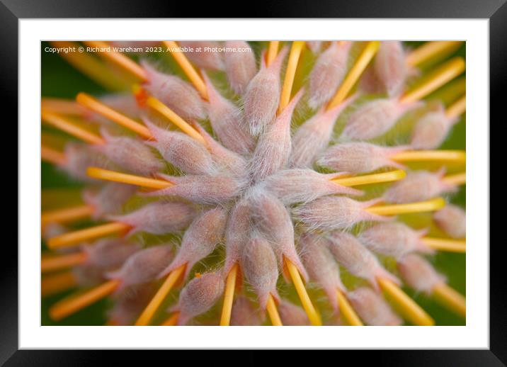 Protea Leucospermum praecox Framed Mounted Print by Richard Wareham