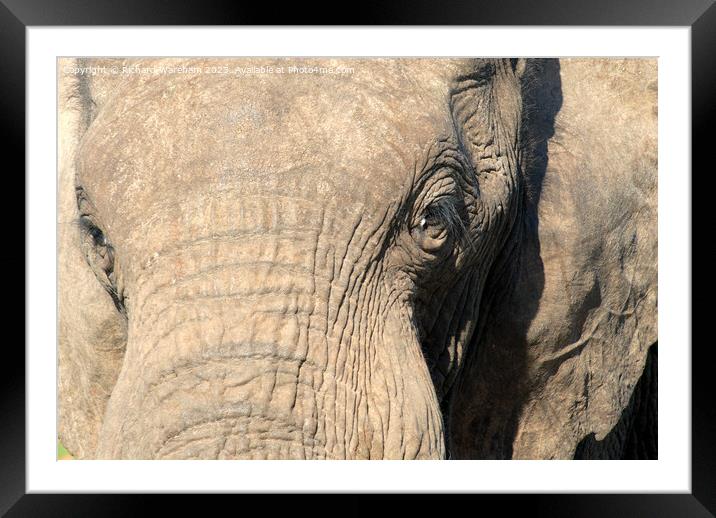 A close up of an elephant Framed Mounted Print by Richard Wareham
