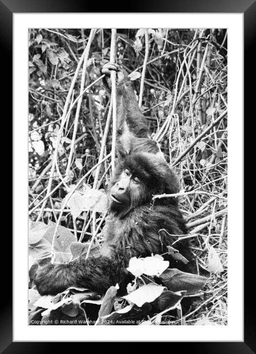 Gorilla Framed Mounted Print by Richard Wareham
