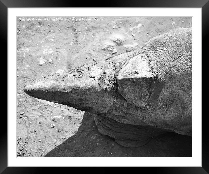  Rhino Horn Framed Mounted Print by Hannah Laing