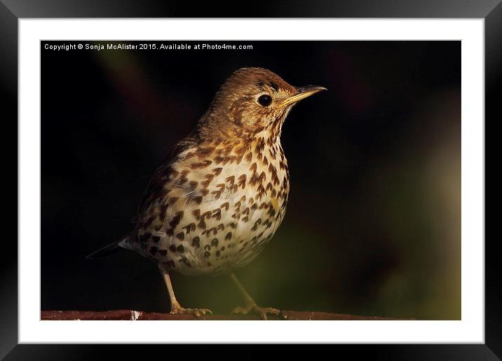  Song Thrush Framed Mounted Print by Sonja McAlister
