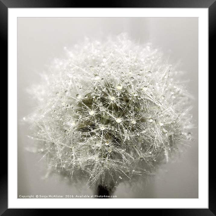 Wet Dandelion Seed Head I Framed Mounted Print by Sonja McAlister