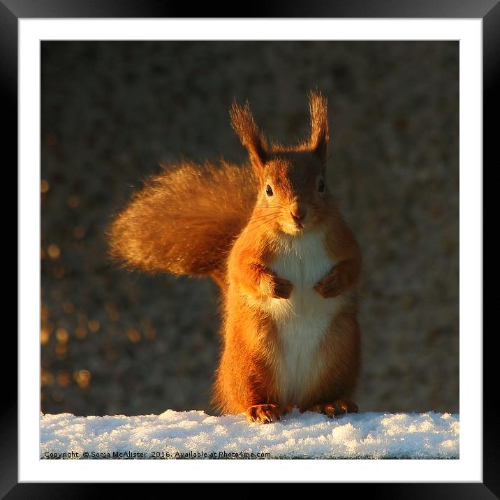 Bright Eyed And Bushy Tailed I Framed Mounted Print by Sonja McAlister