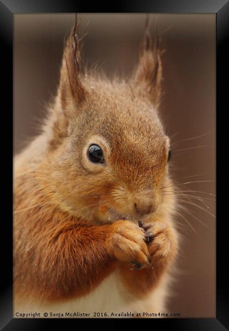 Red Squirrel II Framed Print by Sonja McAlister