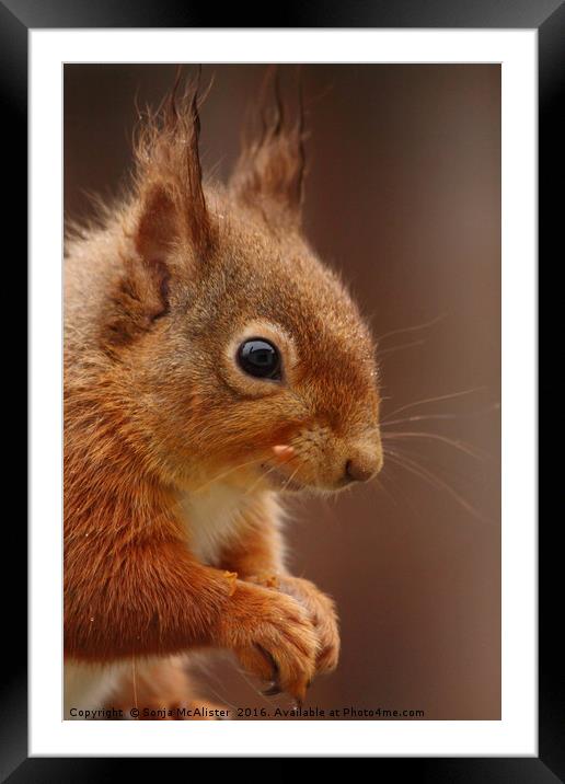 Red Squirrel IV Framed Mounted Print by Sonja McAlister