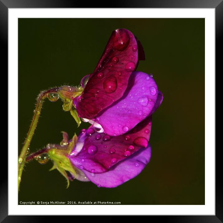 Sweet Pea III ( Pink and Purple) Framed Mounted Print by Sonja McAlister