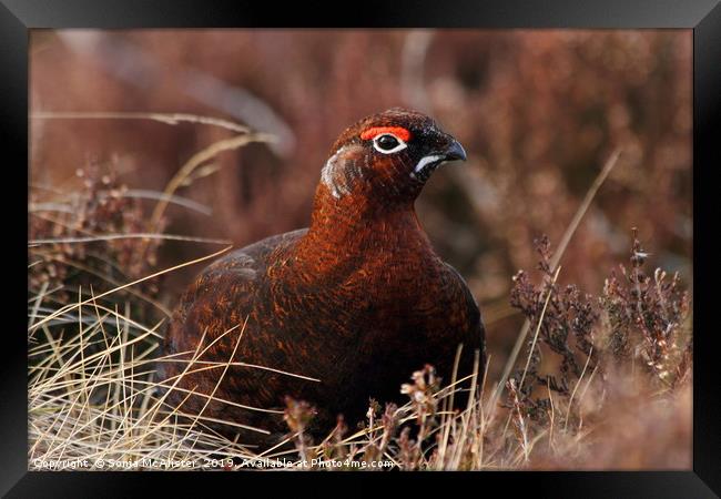 Red Grouse in Heather Framed Print by Sonja McAlister