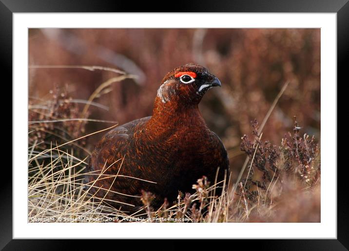Red Grouse in Heather Framed Mounted Print by Sonja McAlister