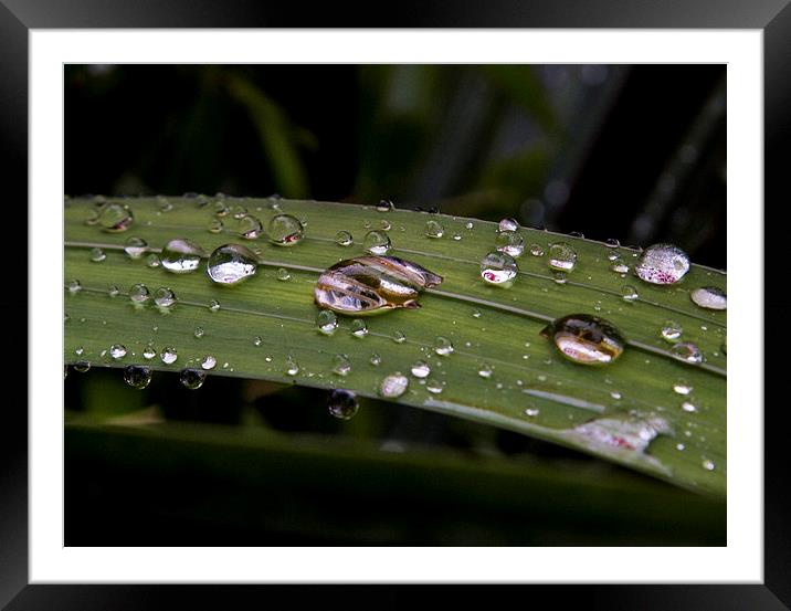  droplets Framed Mounted Print by peter wyatt