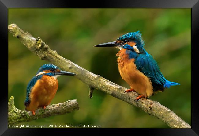 Kingfishers. Framed Print by peter wyatt