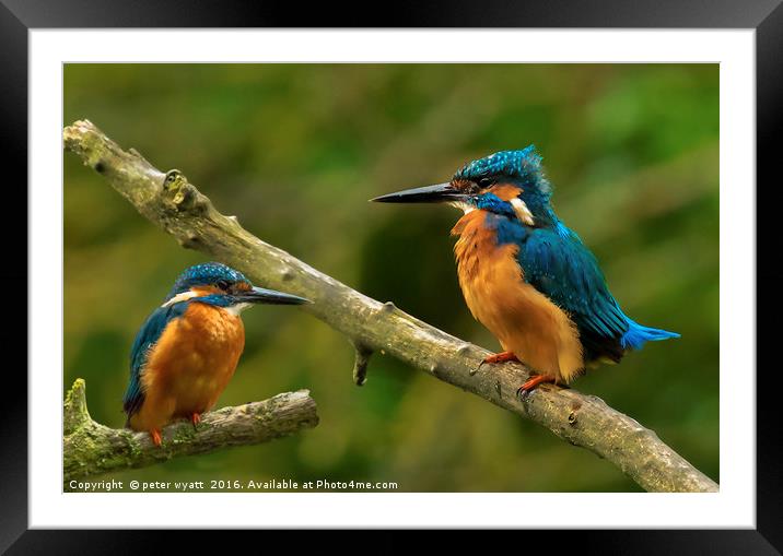 Kingfishers. Framed Mounted Print by peter wyatt