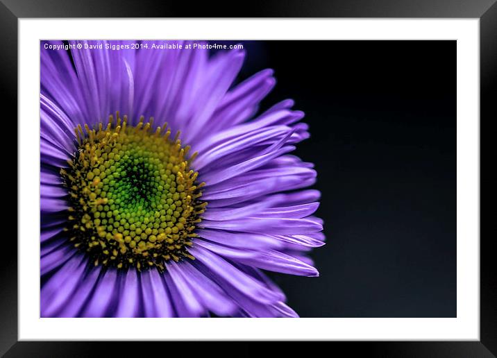  Flower Macro Photograph Framed Mounted Print by David Siggers
