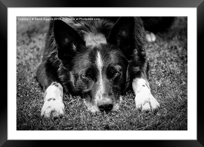  Relaxing Border Collie Black and White Framed Mounted Print by David Siggers