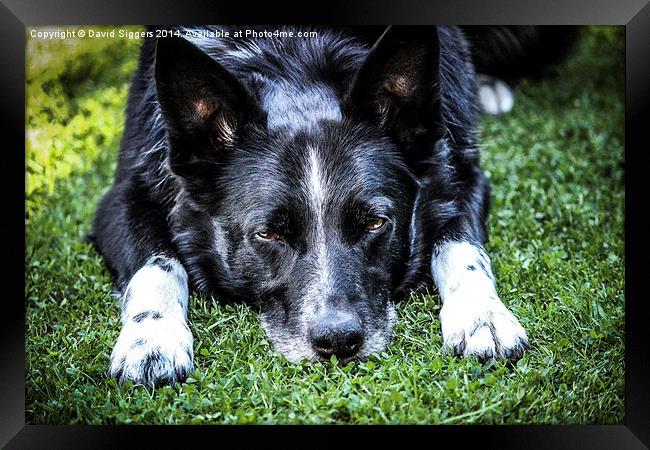 Relaxing Border Collie Framed Print by David Siggers