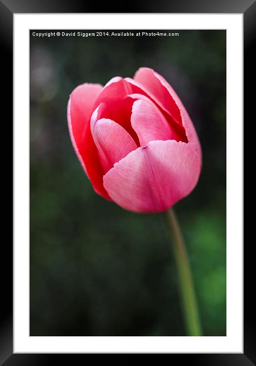  The Lone Tulip Framed Mounted Print by David Siggers