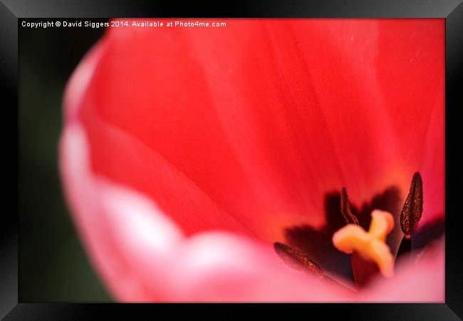   Open Tulip – Close-up Framed Print by David Siggers
