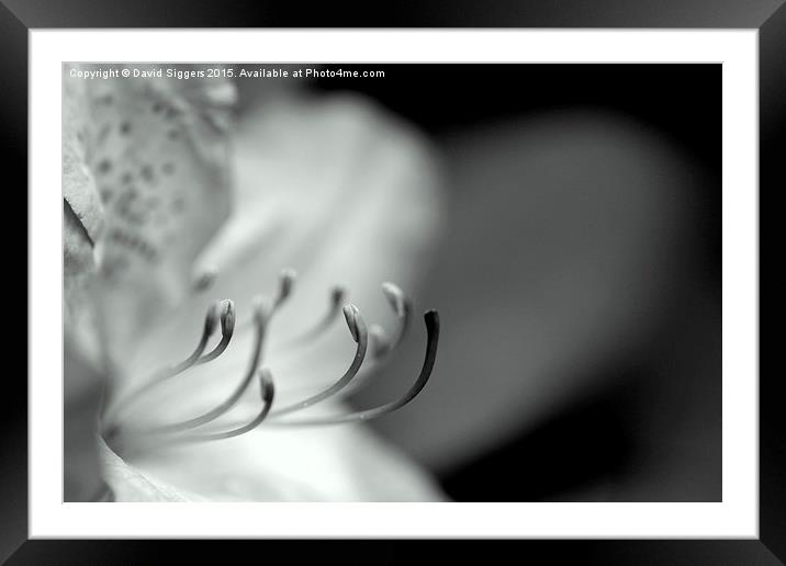  Black and White Flower Stamen Framed Mounted Print by David Siggers