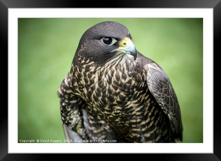 Black Gyr Peregrine Falcon Framed Mounted Print by David Siggers