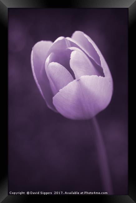 Purple Tulip  Framed Print by David Siggers