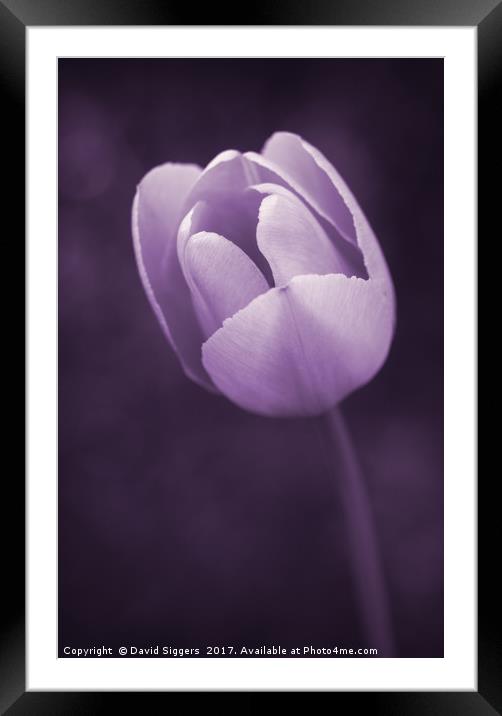 Purple Tulip  Framed Mounted Print by David Siggers
