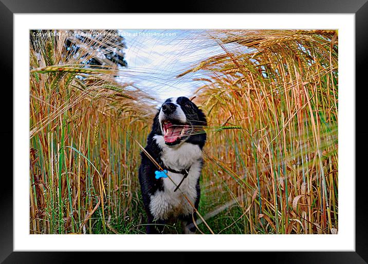 Corn On The Dog Framed Mounted Print by Kevin Askew