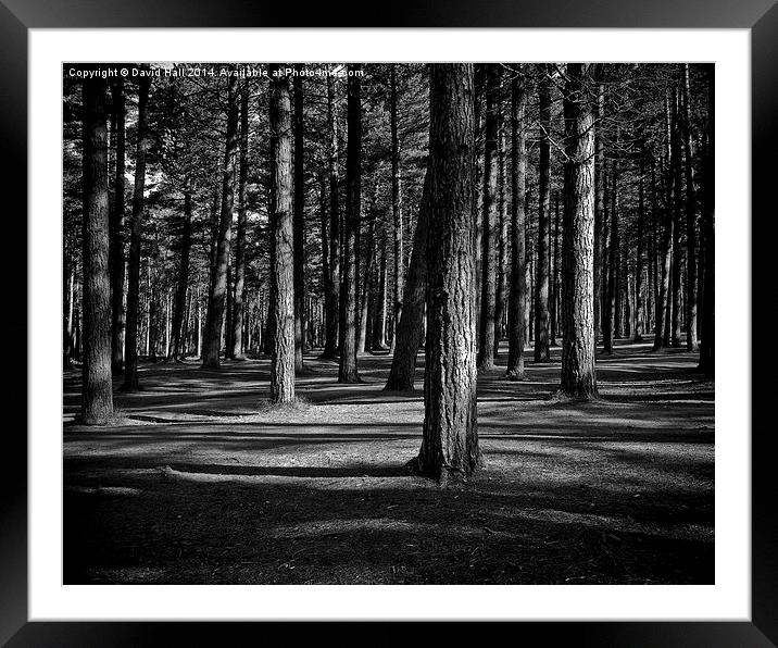  Tentsmuir Trees Framed Mounted Print by David Hall