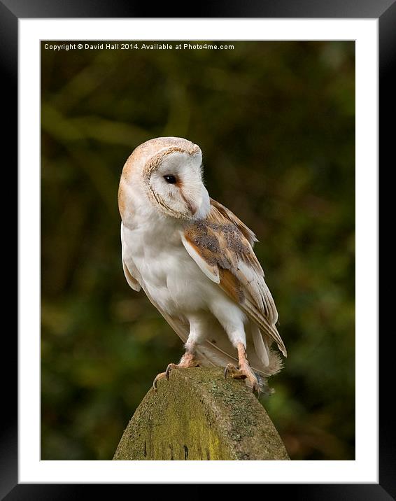  Barn Owl on Gravestone Framed Mounted Print by David Hall