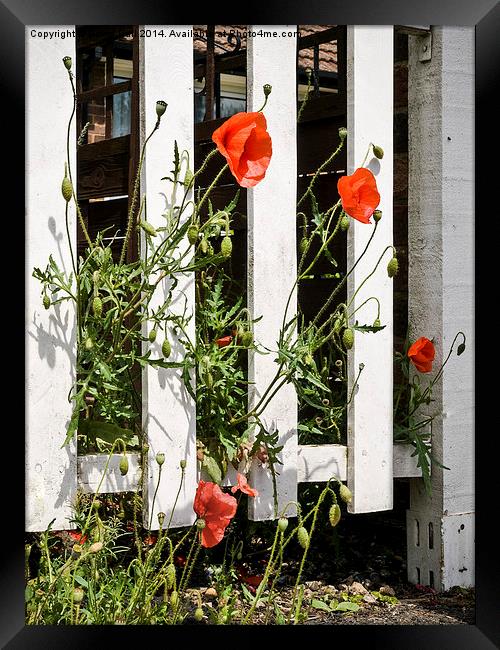 Poppies and white fence. Framed Print by David Hall