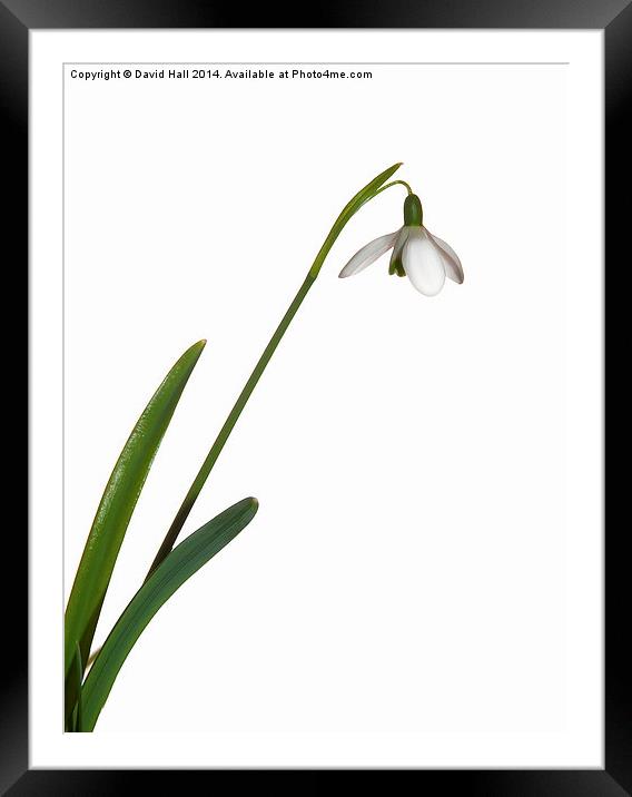  Snowdrop Framed Mounted Print by David Hall