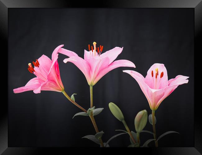 Three Lilys Framed Print by David Hall