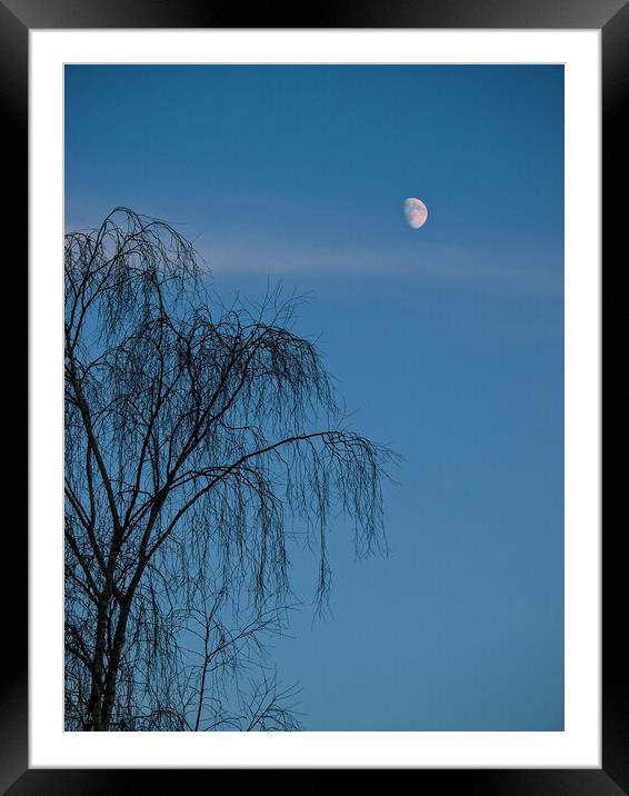 A tree in front of a blue sky Framed Mounted Print by David Hall