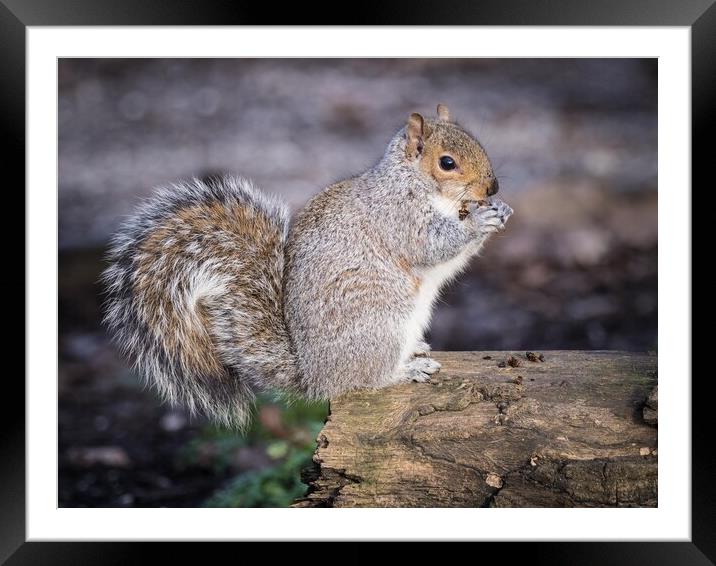 Belfairs squirrel eating. Framed Mounted Print by David Hall
