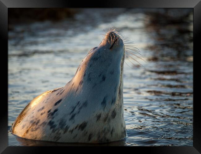 Grey seal raising up out of the water Framed Print by David Hall