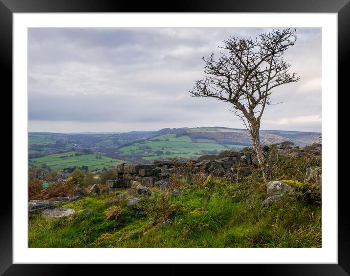 Lone tree in the Peak District Framed Mounted Print by David Hall