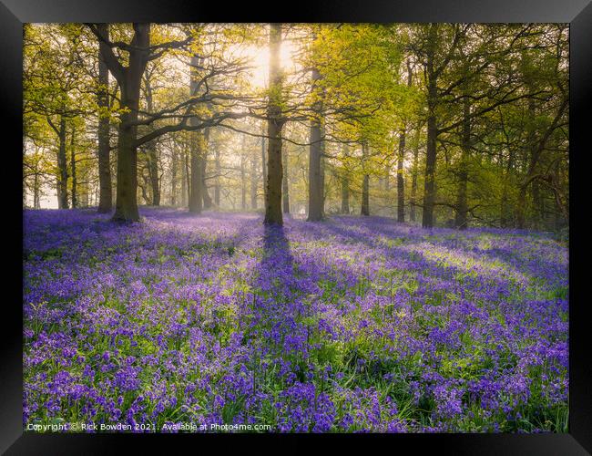 Enchanted Bluebell Wood Framed Print by Rick Bowden