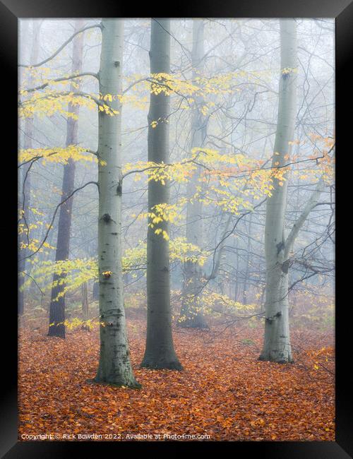 Enchanted Forest Framed Print by Rick Bowden