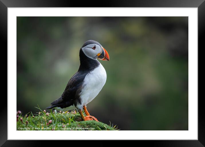 The Cute Puffin on an Isolated Cliff Framed Mounted Print by Rick Bowden