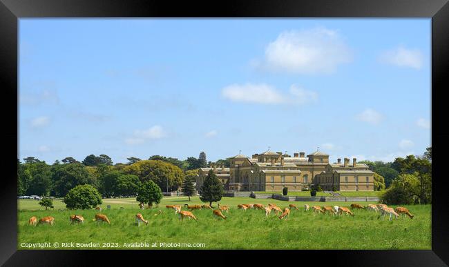 Graceful Fallow Deer at Holkham Hall Framed Print by Rick Bowden