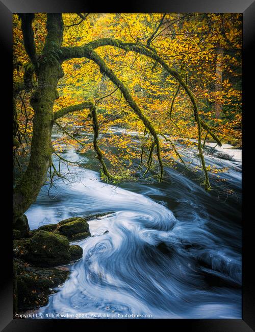 Swirl Tree Framed Print by Rick Bowden