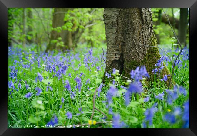 Bluebell Woods Framed Print by Rick Bowden