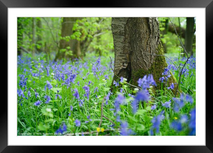Bluebell Woods Framed Mounted Print by Rick Bowden