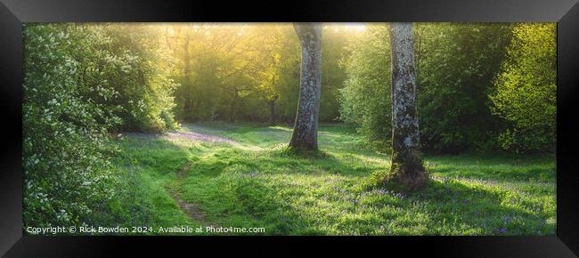 Morning Walk Through Bluebell Woods Framed Print by Rick Bowden