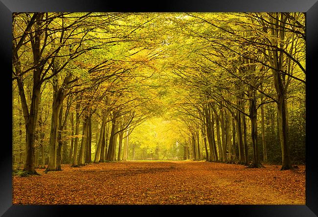 Sunlit Path Through Vibrant Autumn Trees Framed Print by Rick Bowden