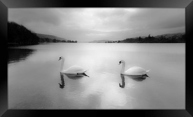 Majestic Swans Glide on Coniston Water Framed Print by Rick Bowden