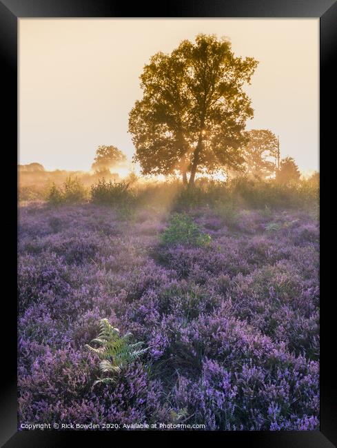 In the Light Framed Print by Rick Bowden