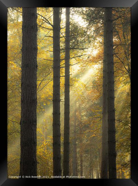 Light Through the Woods Norfolk Framed Print by Rick Bowden