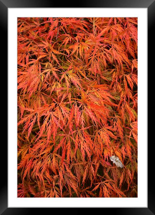 Maple Leaves in Autumn Framed Mounted Print by Jonathan Evans