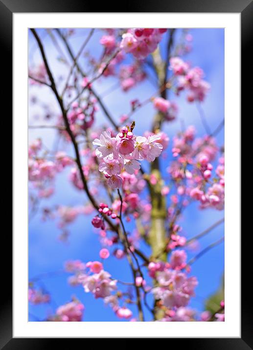 Springtime Blossom  Framed Mounted Print by Jonathan Evans